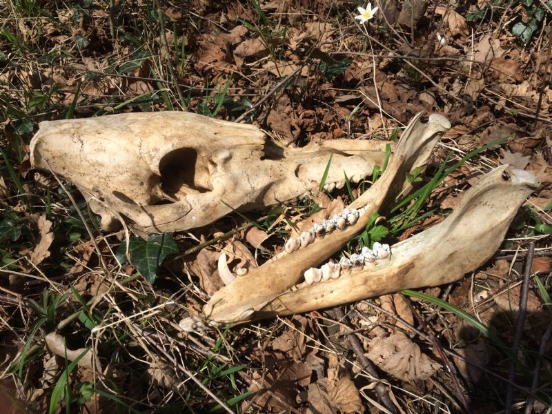 Ritrovamenti vari del weekend