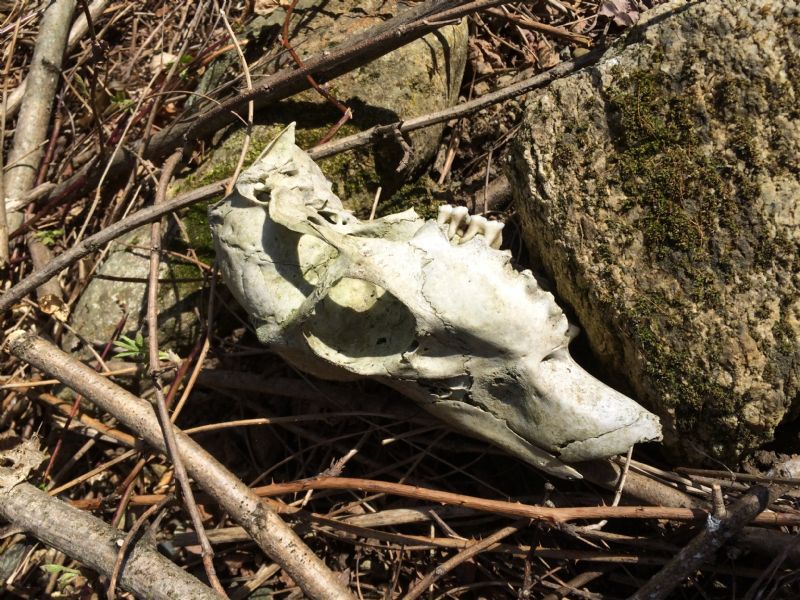 Ritrovamenti vari del weekend