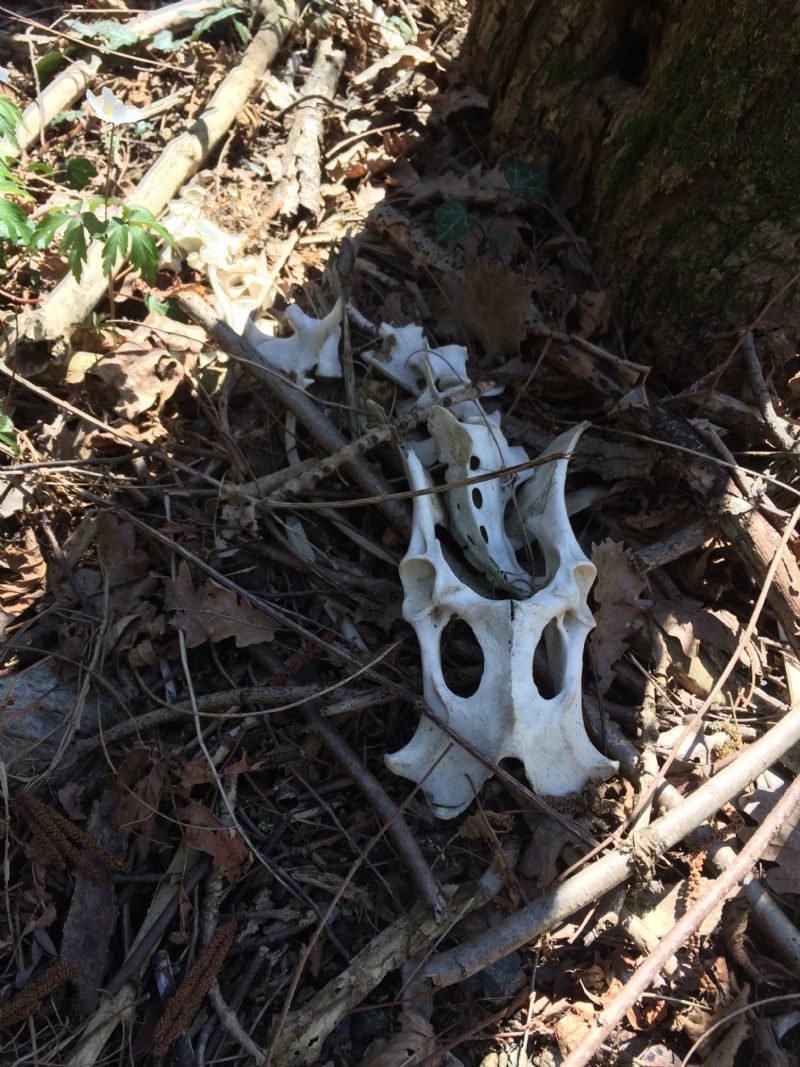 Ritrovamenti vari del weekend