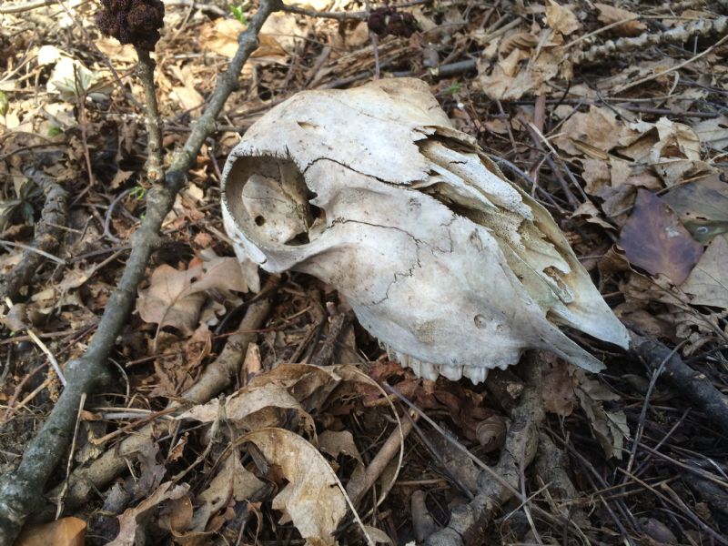 Ritrovamenti vari del weekend