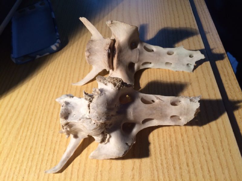 Ritrovamenti vari del weekend