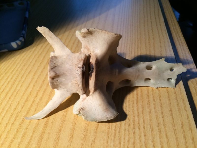 Ritrovamenti vari del weekend