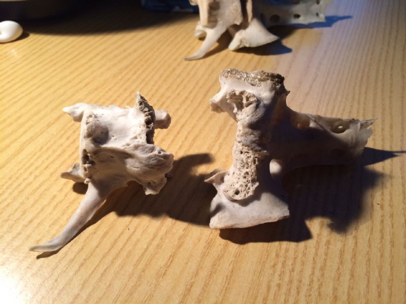 Ritrovamenti vari del weekend