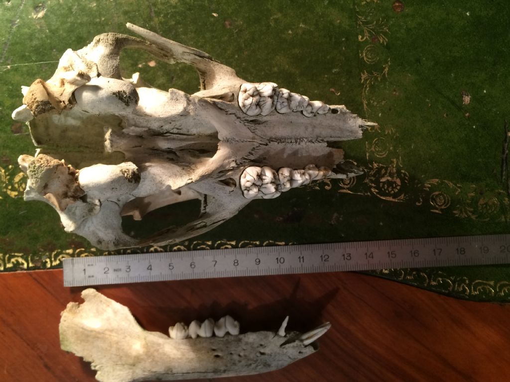 Determinazione et� cinghiale juv.