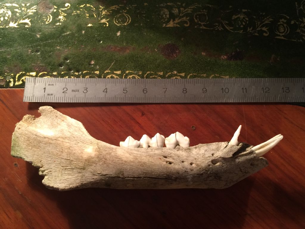 Determinazione et� cinghiale juv.