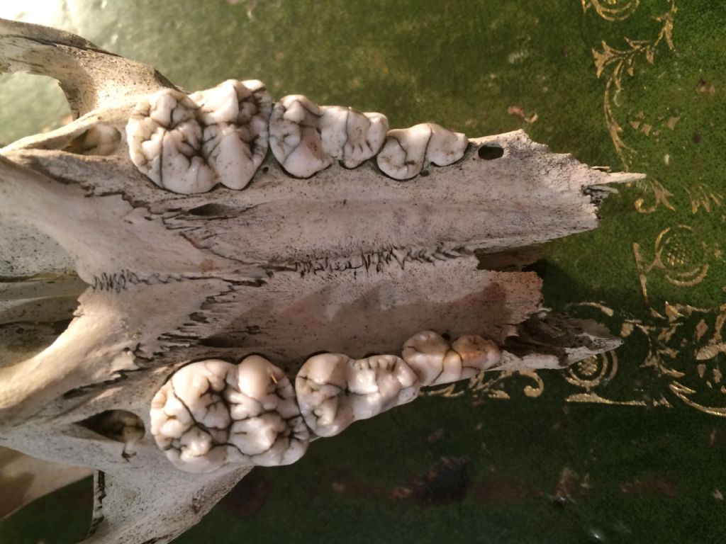 Determinazione et� cinghiale juv.