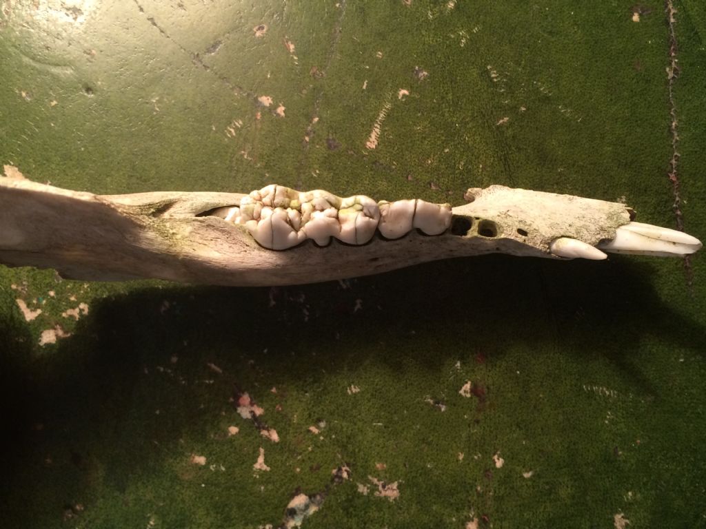 Determinazione et� cinghiale juv.