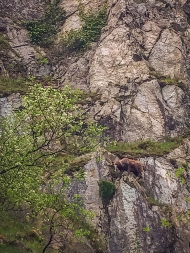 I camosci del Monte Pirchiriano - ritrovamenti