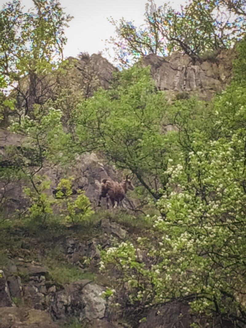 I camosci del Monte Pirchiriano - ritrovamenti