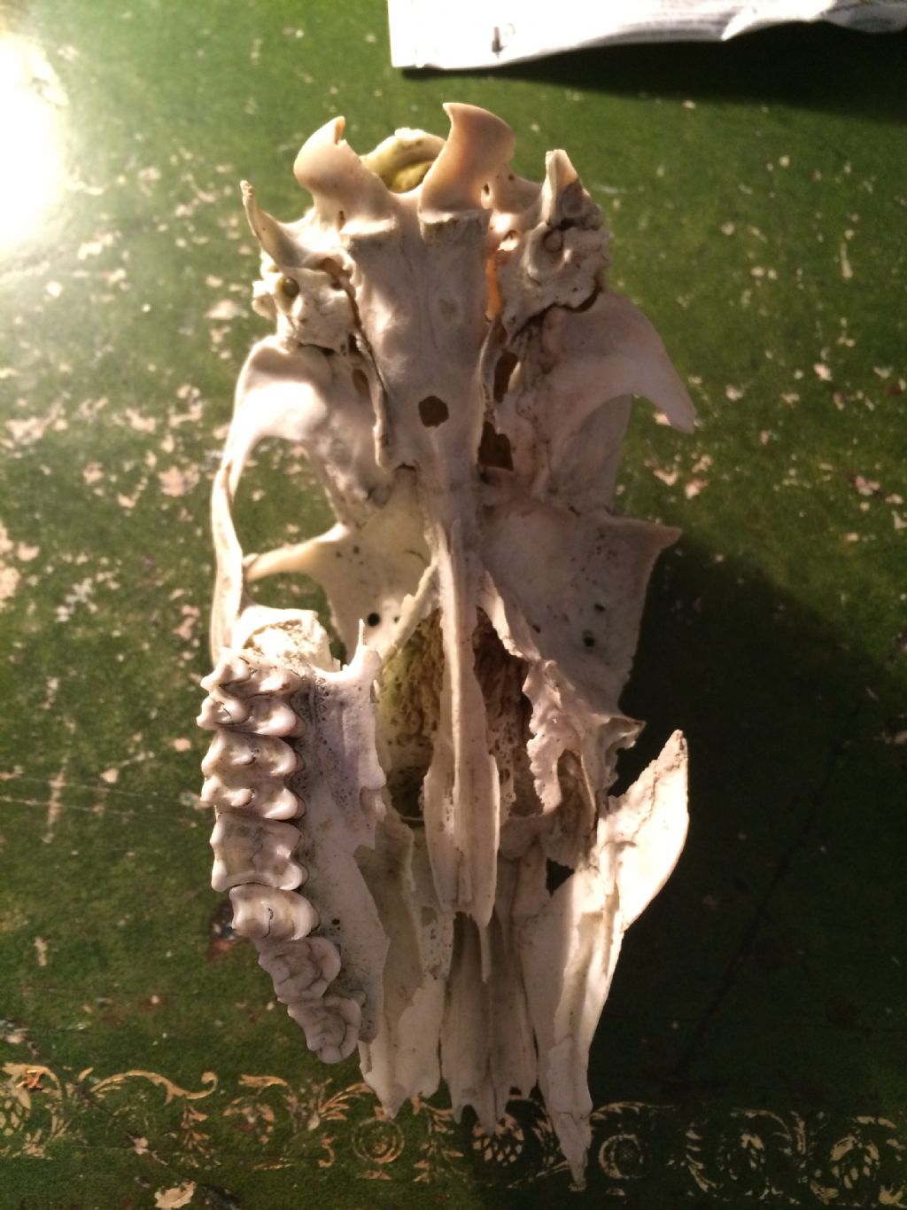 Calotta cranica danneggiata da identificare: cerva?