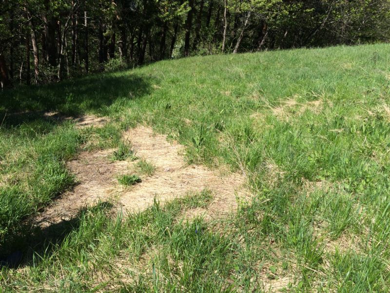 Erba secca e appiattita.. Possibile luogo di riposo di cervi?