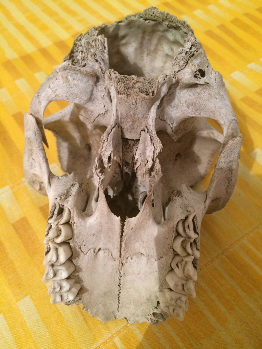 Identificazione cranio Caprinae