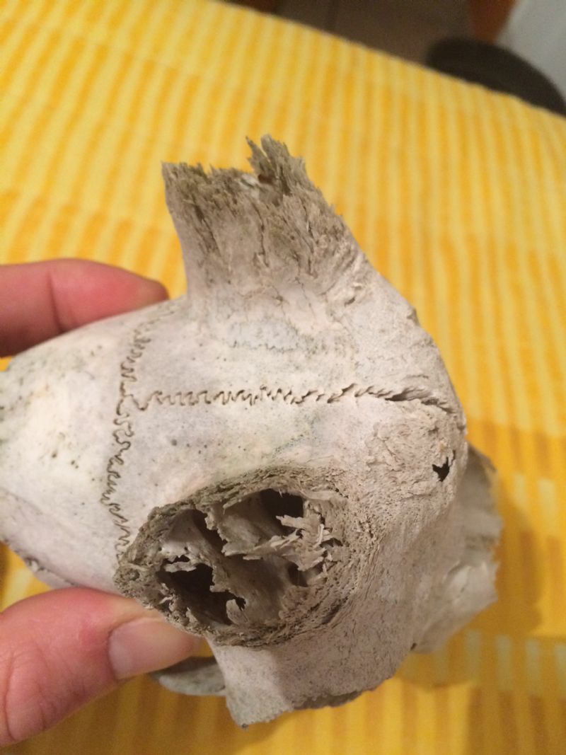 Identificazione cranio Caprinae