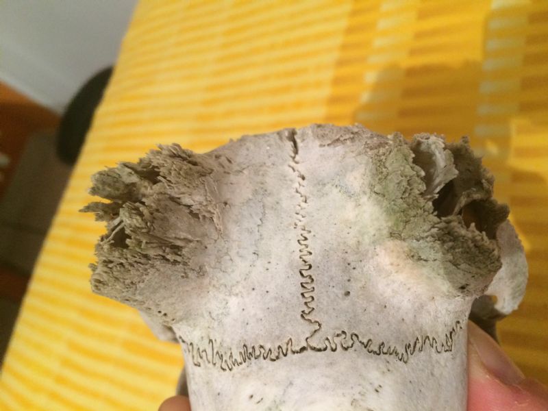 Identificazione cranio Caprinae