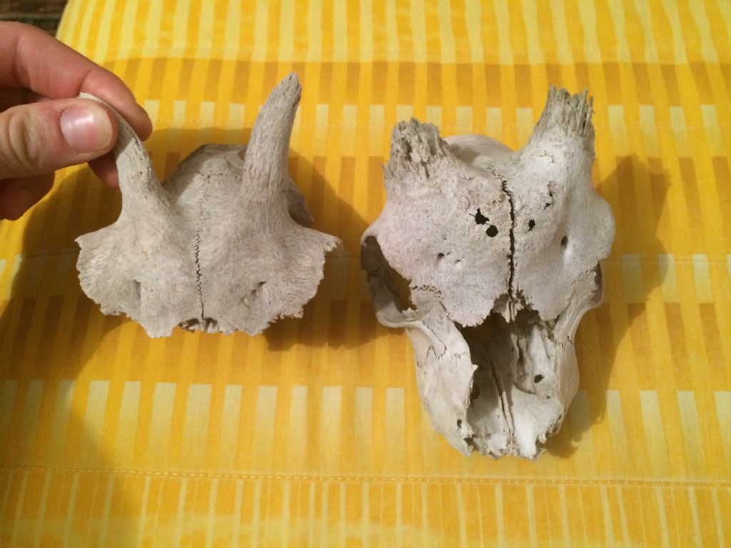 Identificazione cranio Caprinae