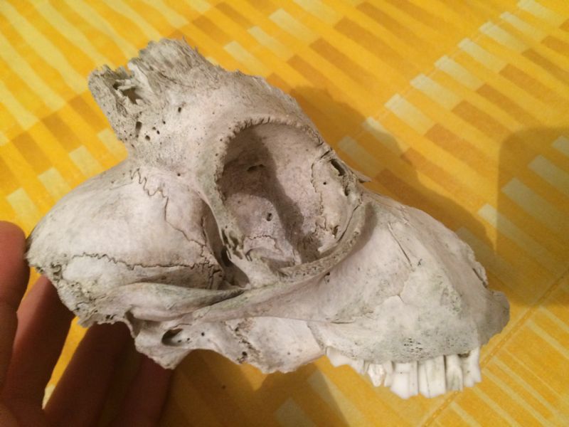 Identificazione cranio Caprinae