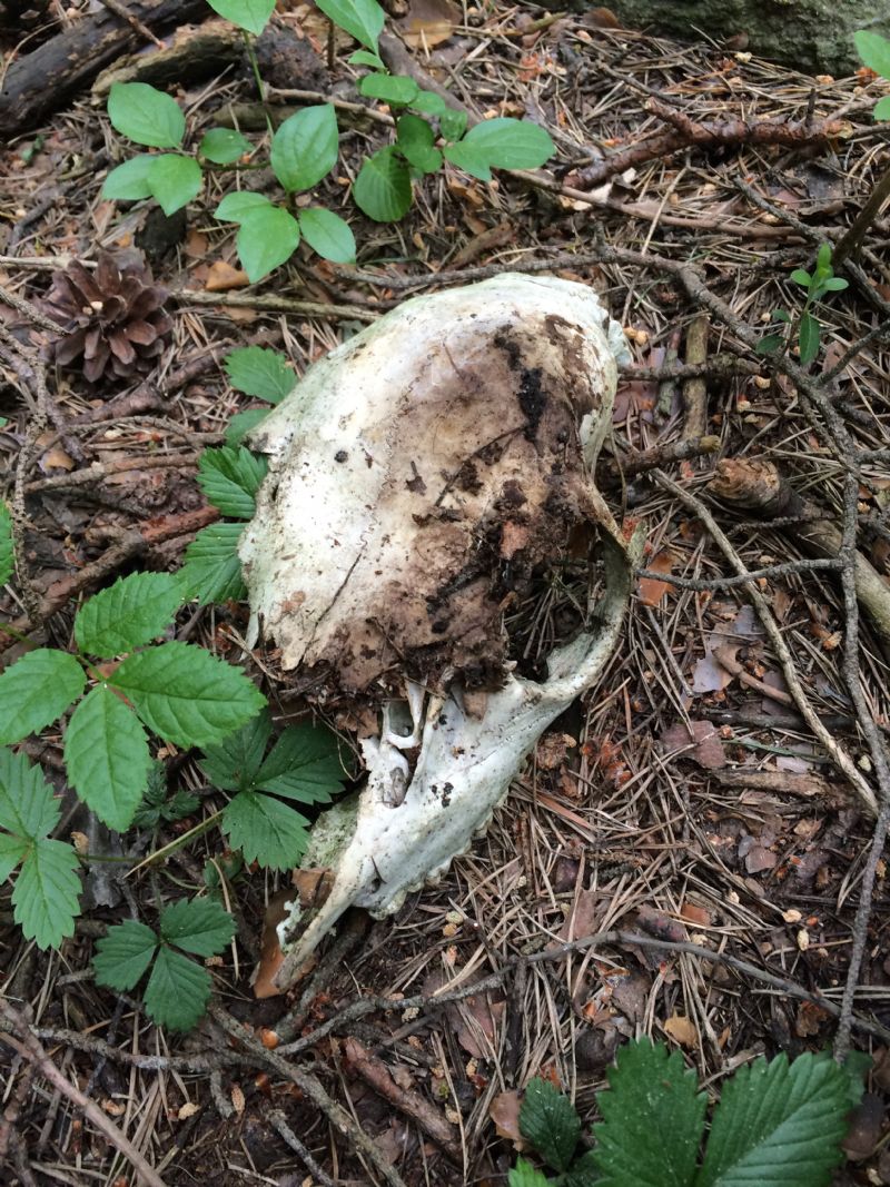 Gran Bosco di Salbertrand: ritrovamenti