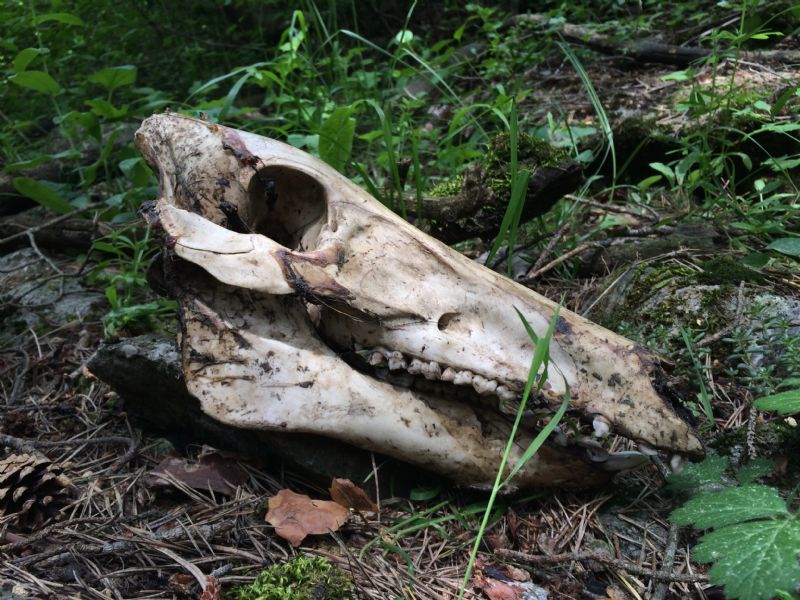 Gran Bosco di Salbertrand: ritrovamenti