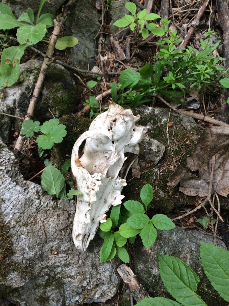 Gran Bosco di Salbertrand: ritrovamenti