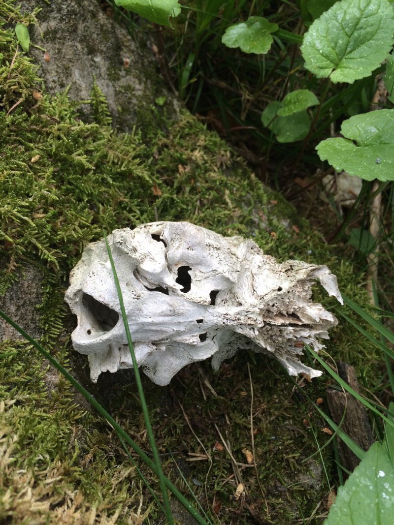 Gran Bosco di Salbertrand: ritrovamenti