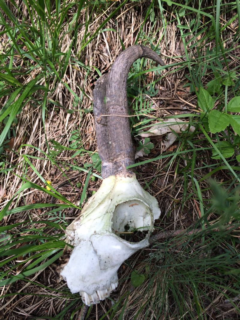 Gran Bosco di Salbertrand: ritrovamenti