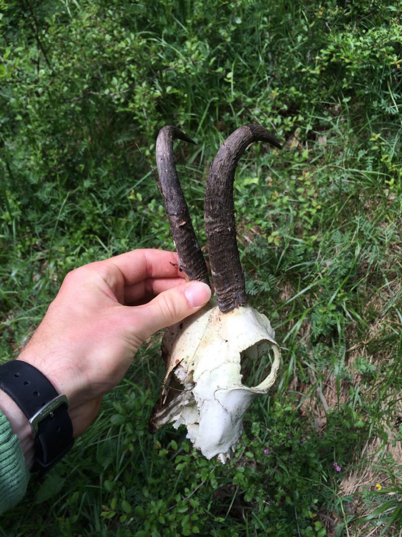 Gran Bosco di Salbertrand: ritrovamenti