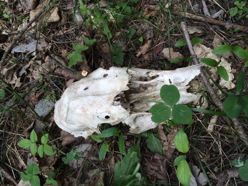 Gran Bosco di Salbertrand: ritrovamenti