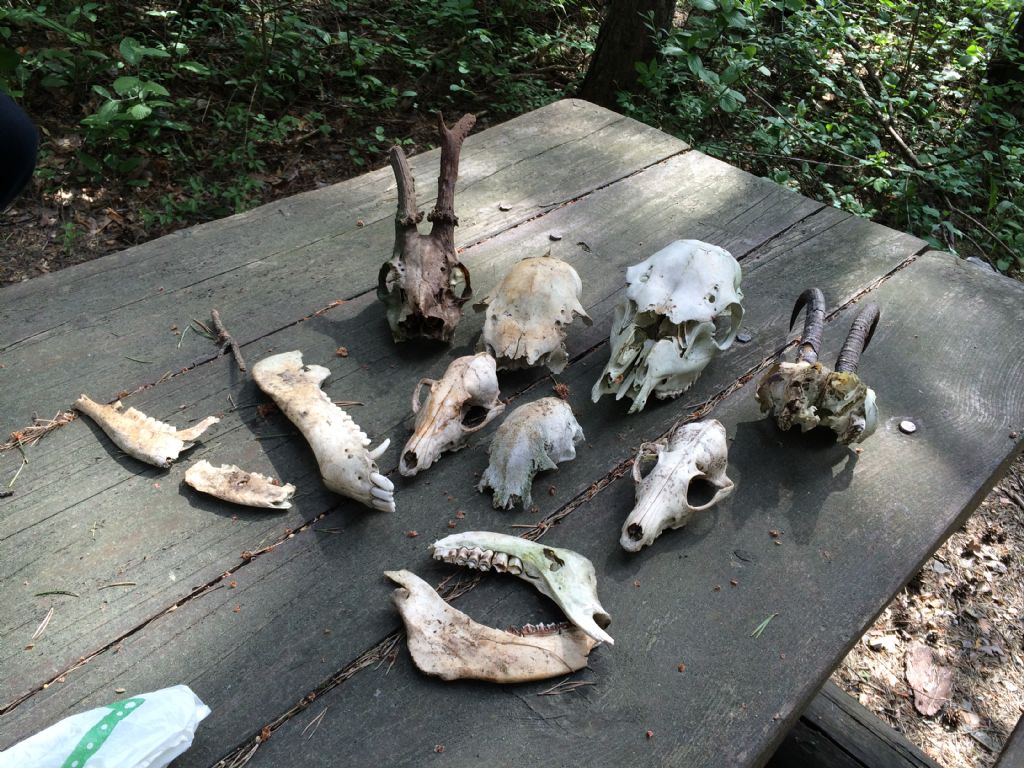 Gran Bosco di Salbertrand: ritrovamenti