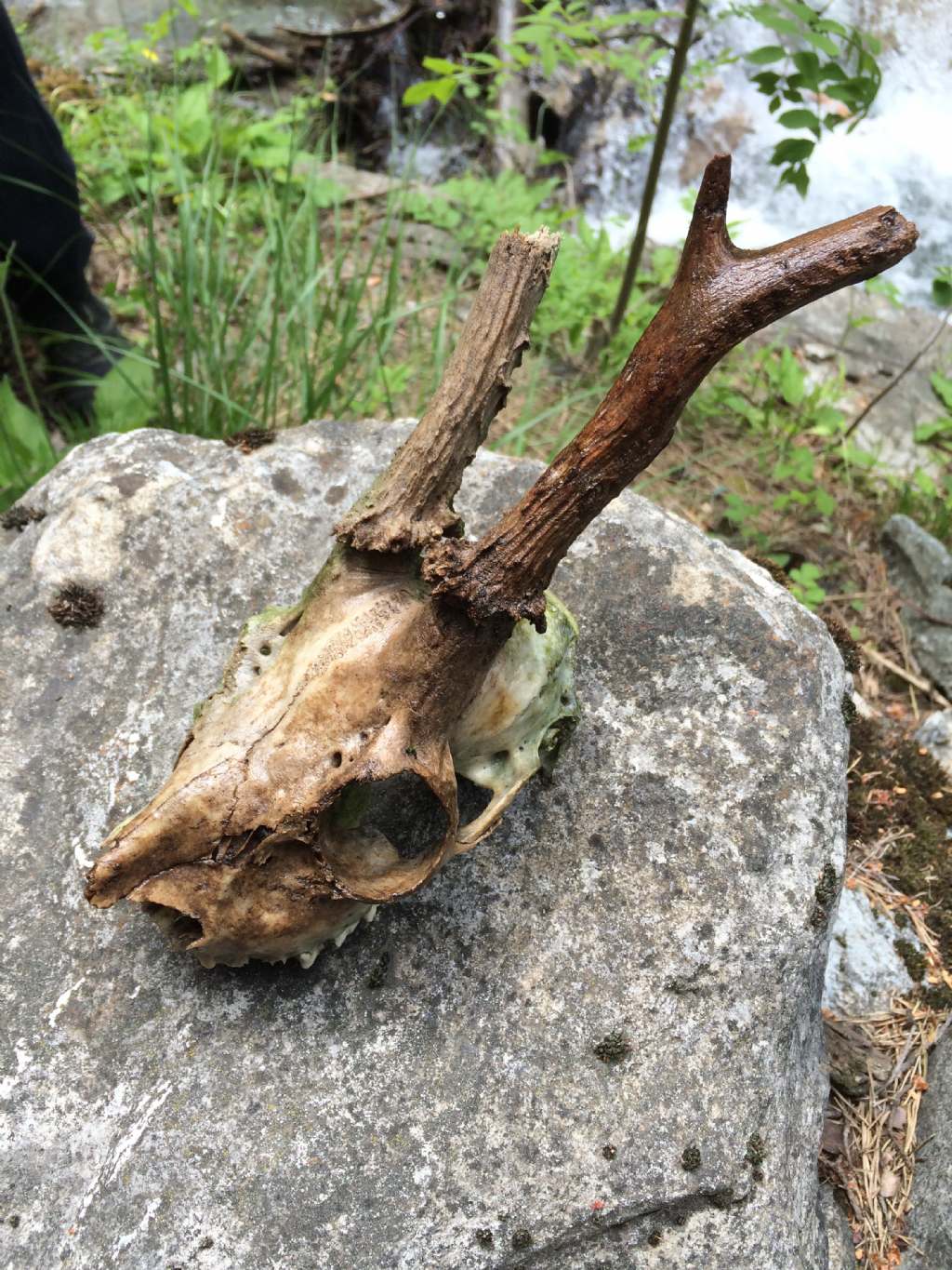Gran Bosco di Salbertrand: ritrovamenti
