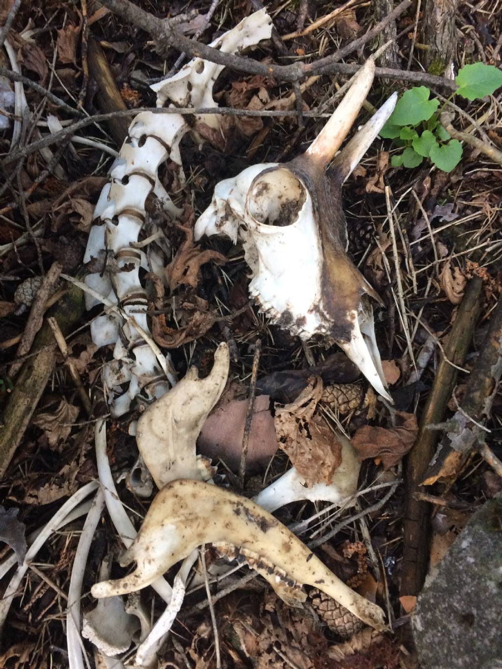 Ritrovamenti vari del weekend - camosci, cervi e caprioli