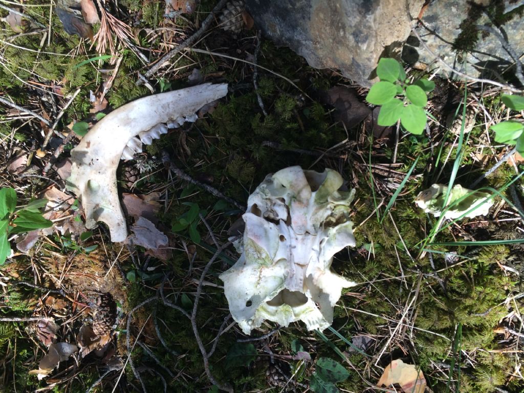 Ritrovamenti vari del weekend - camosci, cervi e caprioli