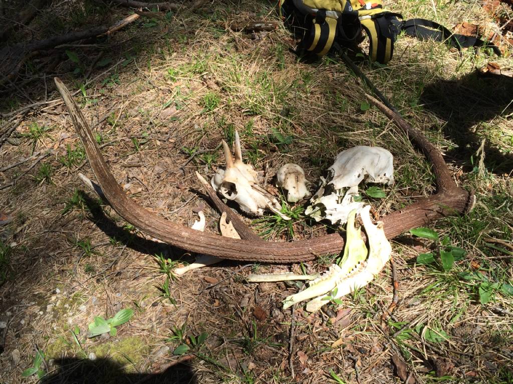 Ritrovamenti vari del weekend - camosci, cervi e caprioli