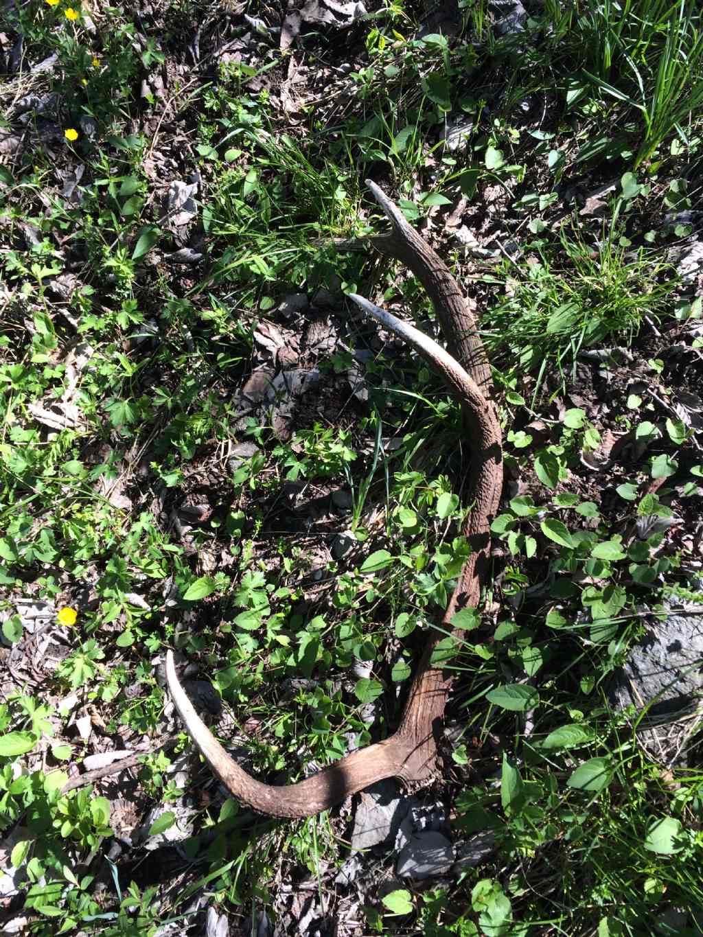 Ritrovamenti vari del weekend - camosci, cervi e caprioli