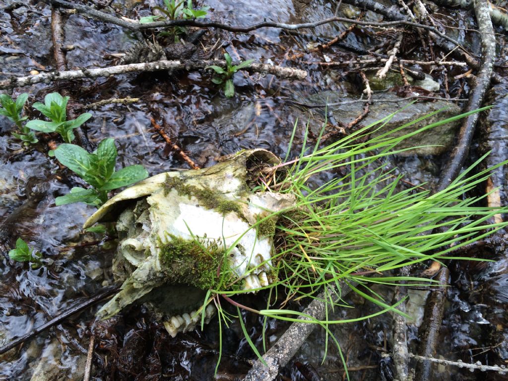 Ritrovamenti vari del weekend - camosci, cervi e caprioli