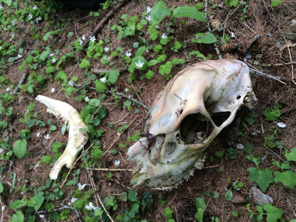 Ritrovamenti vari del weekend - camosci, cervi e caprioli