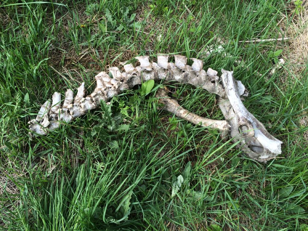 Ritrovamenti vari del weekend - camosci, cervi e caprioli