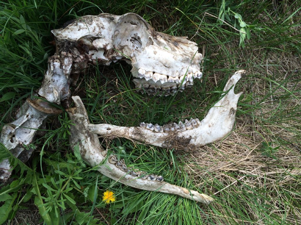 Ritrovamenti vari del weekend - camosci, cervi e caprioli