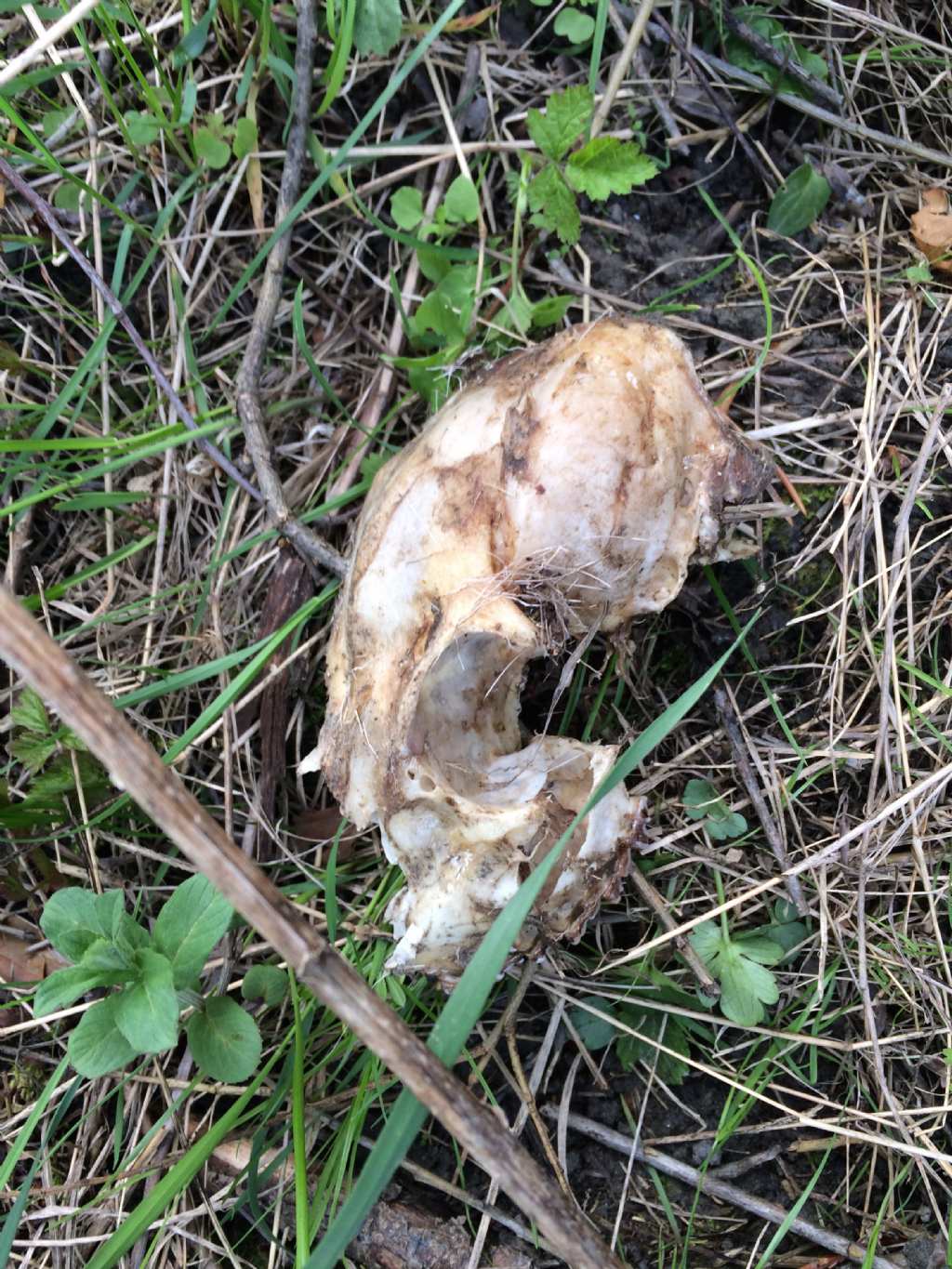 Ritrovamenti vari del weekend - camosci, cervi e caprioli