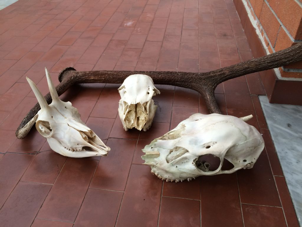 Ritrovamenti vari del weekend - camosci, cervi e caprioli