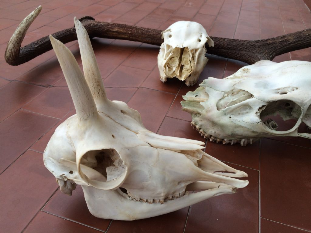 Ritrovamenti vari del weekend - camosci, cervi e caprioli