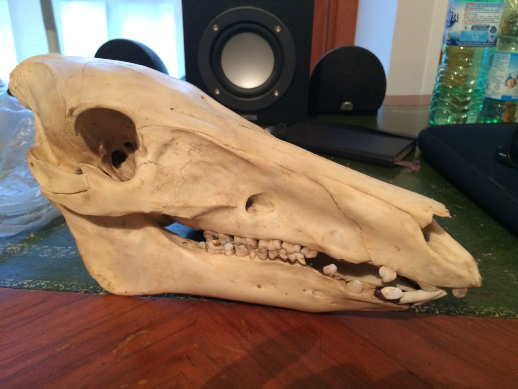 Preparazione cranio di giovane cinghiale