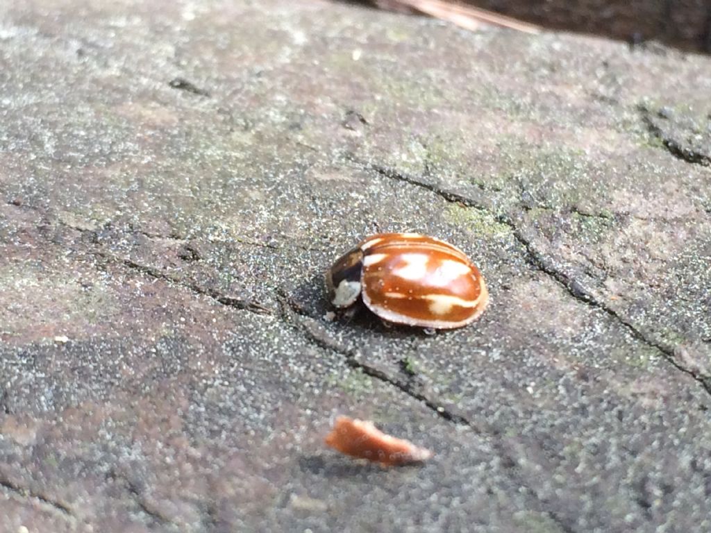 Myzia oblongoguttata, Coccinellidae