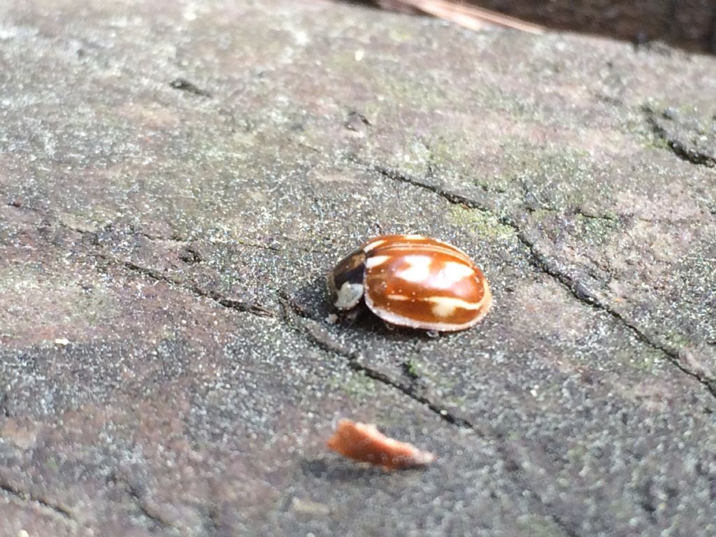 Myzia oblongoguttata, Coccinellidae