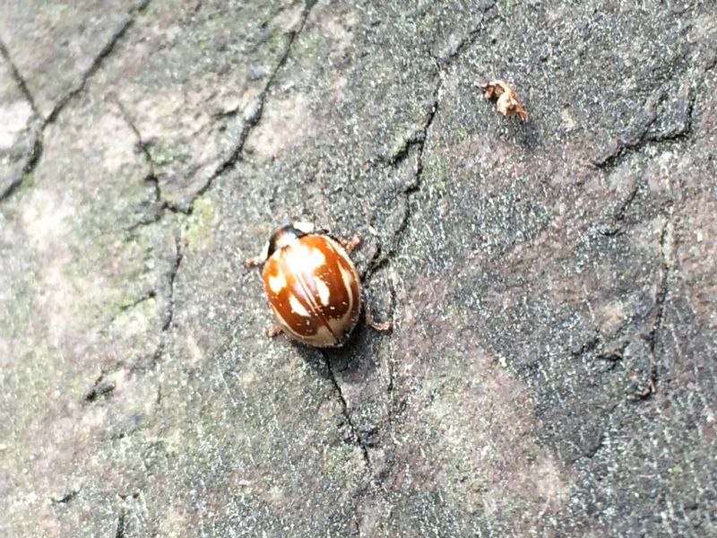 Myzia oblongoguttata, Coccinellidae