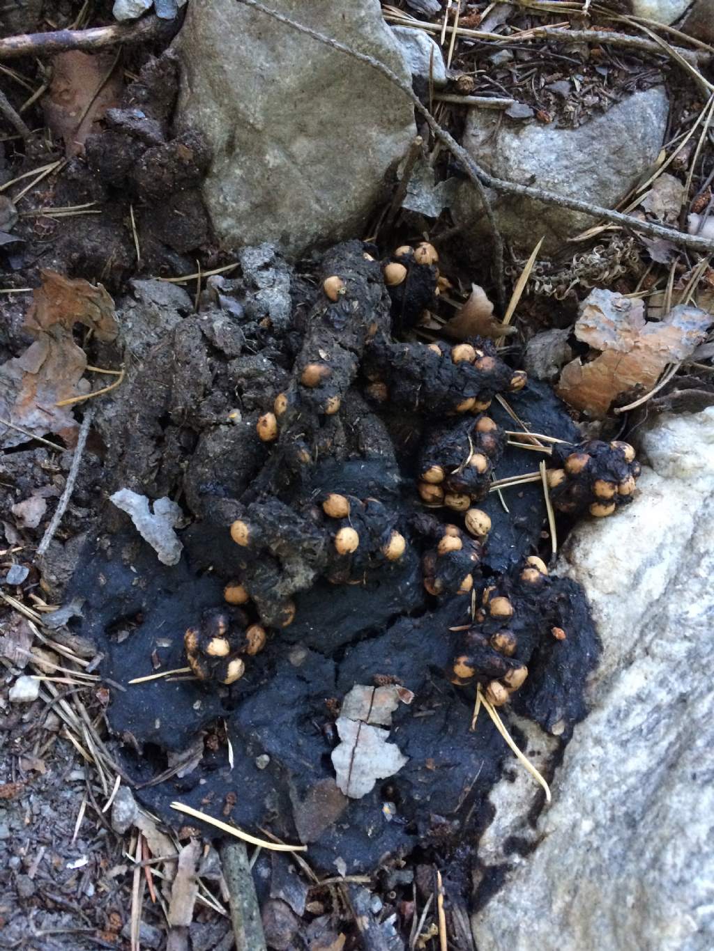 Fatte con noccioli: volpe e tasso