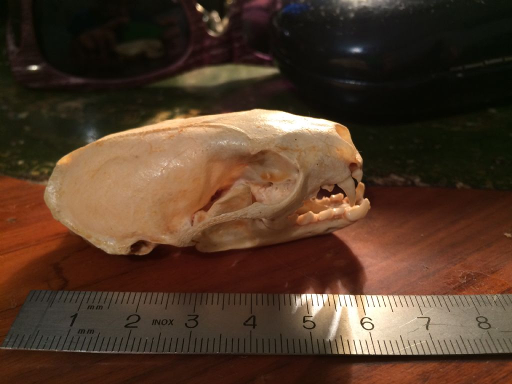 Dilemma cranio mustelide