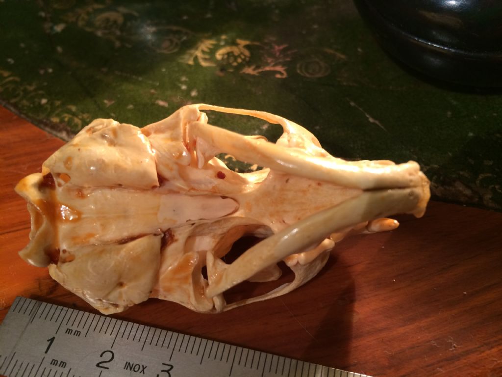 Dilemma cranio mustelide