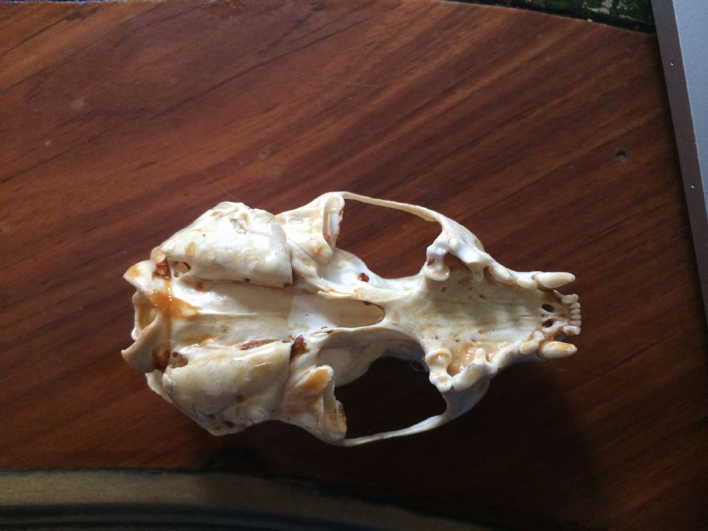 Dilemma cranio mustelide