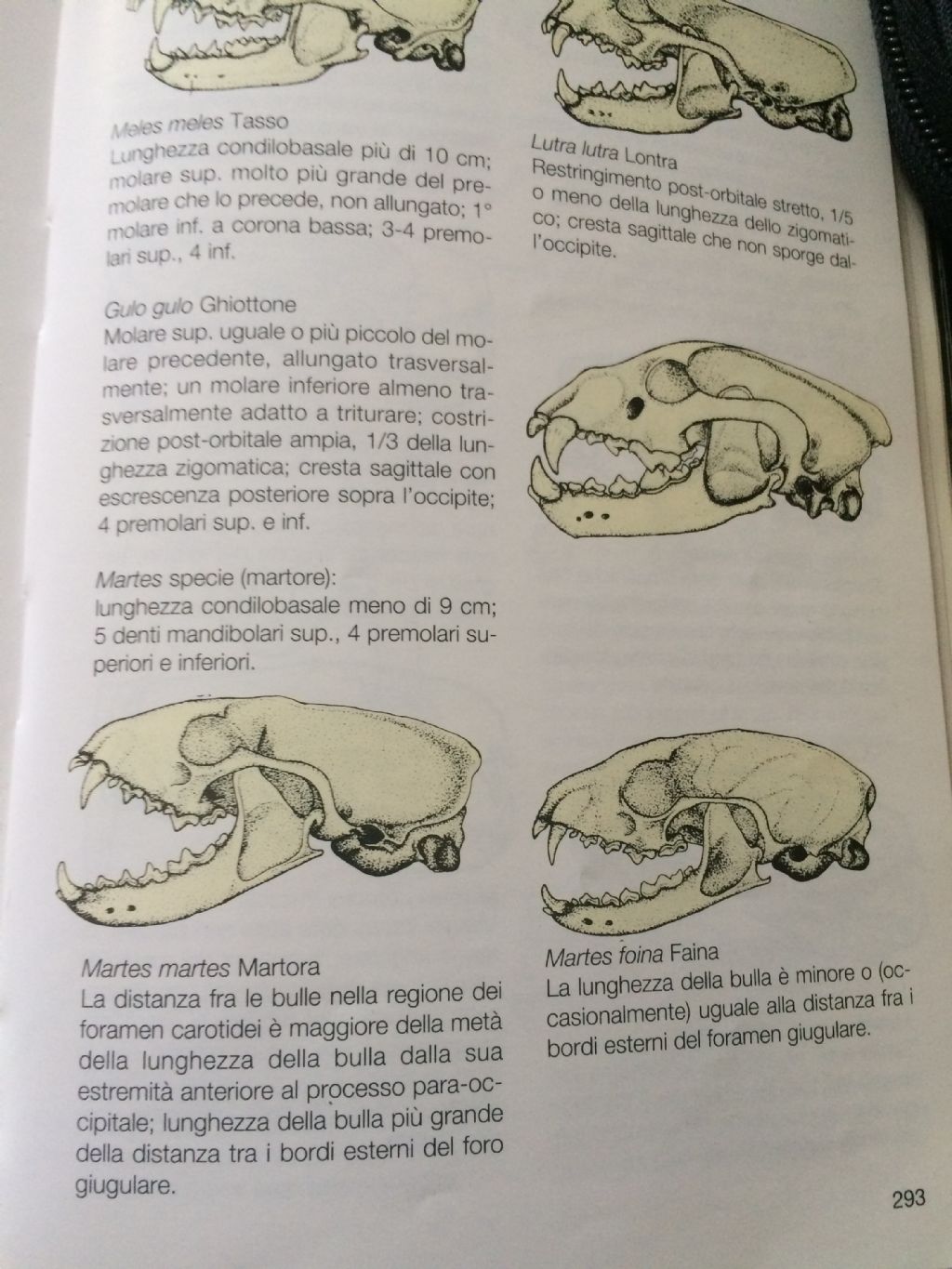 Dilemma cranio mustelide