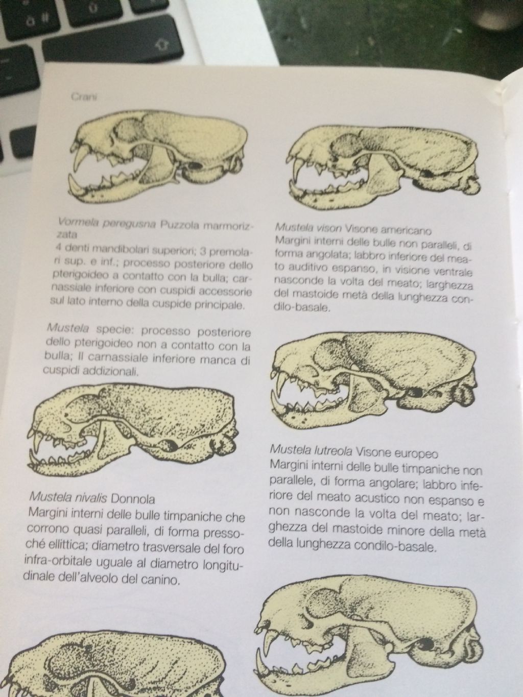 Dilemma cranio mustelide